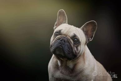 Bulldog francese