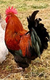 Marans