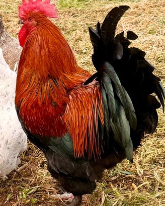 Marans