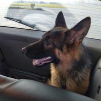 Pastore tedesco di un anno con pedigree Rosa