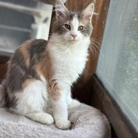 Cuccioli Maine Coon