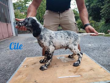 Setter inglese