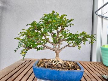 Bonsai di pianta del pepe