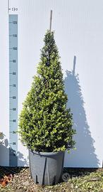 Ilex Crenata a Cono – Vaso 30 cm