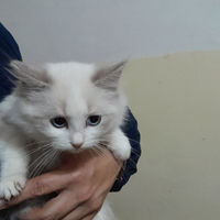 Ragdoll cuccioli disponibili