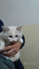 Ragdoll cuccioli disponibili