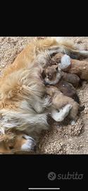 Rouge collie