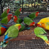 Inseparabili Roseicollis