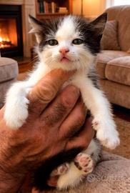 Gattini incrocio Norvegese