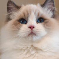 Ragdoll maschio per riproduzione con pedigree
