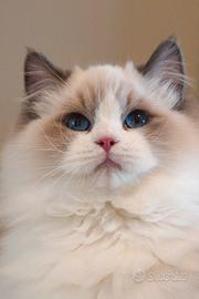 Ragdoll maschio per riproduzione con pedigree