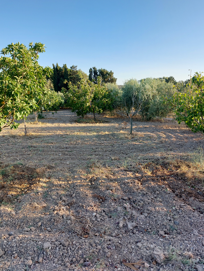 Terreno agricolo - Soleminis - Vista 4