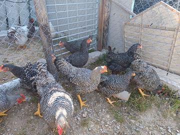 Coppie di amrock di circa 5 mesi e mezzo