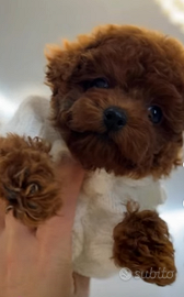 Barboncino Red mini mini Toy tre mesi circa