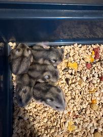 Criceti striati mini