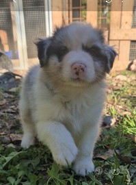 Australian shepherd maschietti blue merle