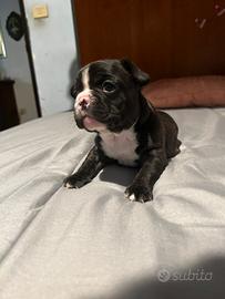 Cucciola Buldog francese