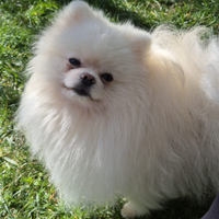 Volpino di Pomerania bianco per accoppiamento