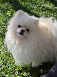 Volpino di Pomerania bianco per accoppiamento