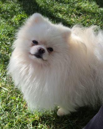 Volpino di Pomerania bianco per accoppiamento