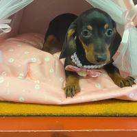 Bassotto bassotti cuccioli