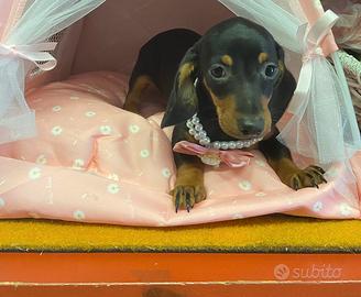 Bassotto bassotti cuccioli