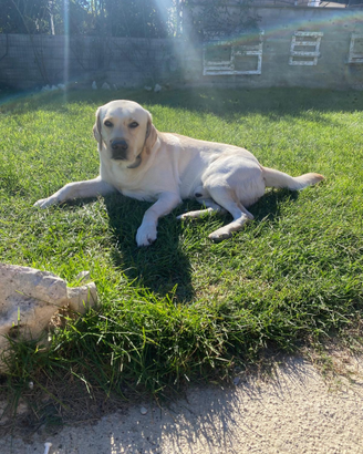 Labrador per monta