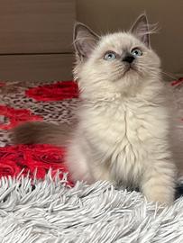 Cuccioli pura razza gatto siberiano su prenotazion