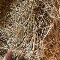 Fieno Naturale Di Prato Per Conigli