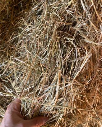 Fieno Naturale Di Prato Per Conigli