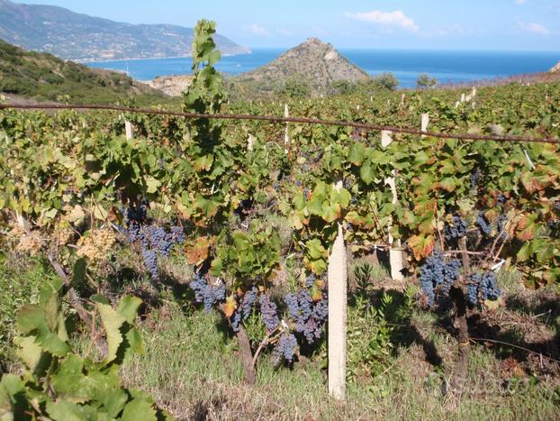 Terreno di pregio a vigneto