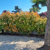 Siepi da giardino