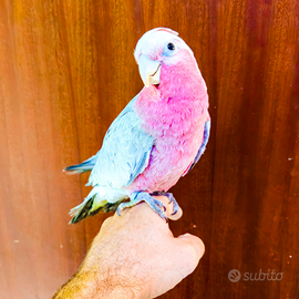 Cacatua rosa allevato a mano