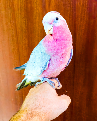 Cacatua rosa allevato a mano