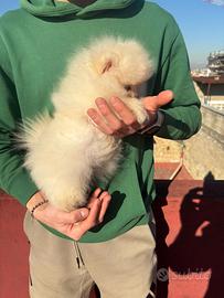 Spitz Pomerania mini toy