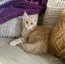 Maine Coon Crema