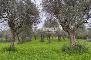Terreno - Uliveto - Sorso