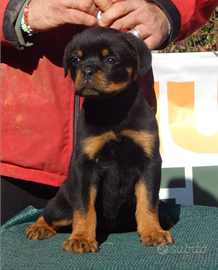 Rottweiler cucciola