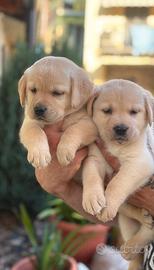 Cuccioli Labrador miele e neri