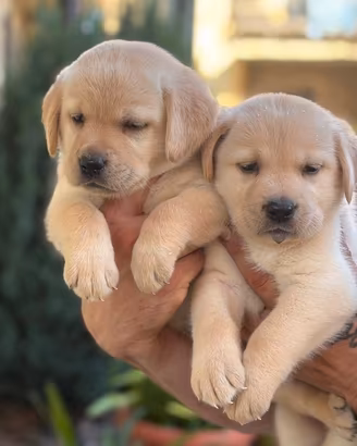 Cuccioli Labrador miele e neri