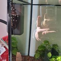  acquario 