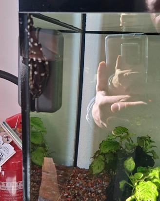  acquario 