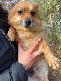 Volpino di 9 anni e 7kg, buono e tranquillo