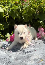 Siberian Husky con pedigree enci