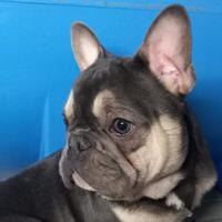 Bulldog francese cucciolone