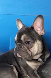 Bulldog francese cucciolone