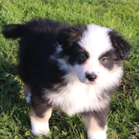 Cucciolo pastore australiano/australian sheperd