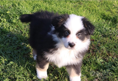 Cucciolo pastore australiano/australian sheperd