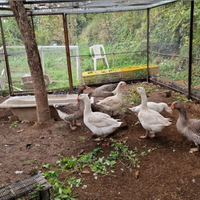 Conigli blu di vienna. Oche tolosa e romagnole