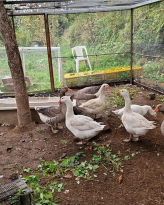 Conigli blu di vienna. Oche tolosa e romagnole